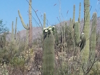 Arizona15