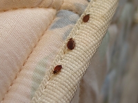 bedbugs-1.jpg