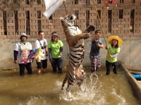 Tiger11
